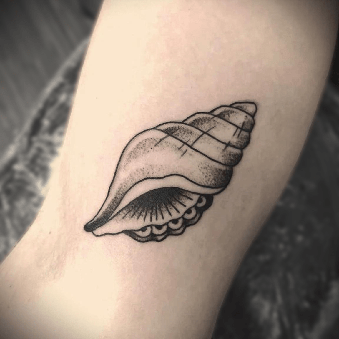 Fine line cone shell tattoo in black ink, detailed coastal and ocean-inspired design with delicate linework, created in Stoke-on-Trent by Alika Tattoo Art.