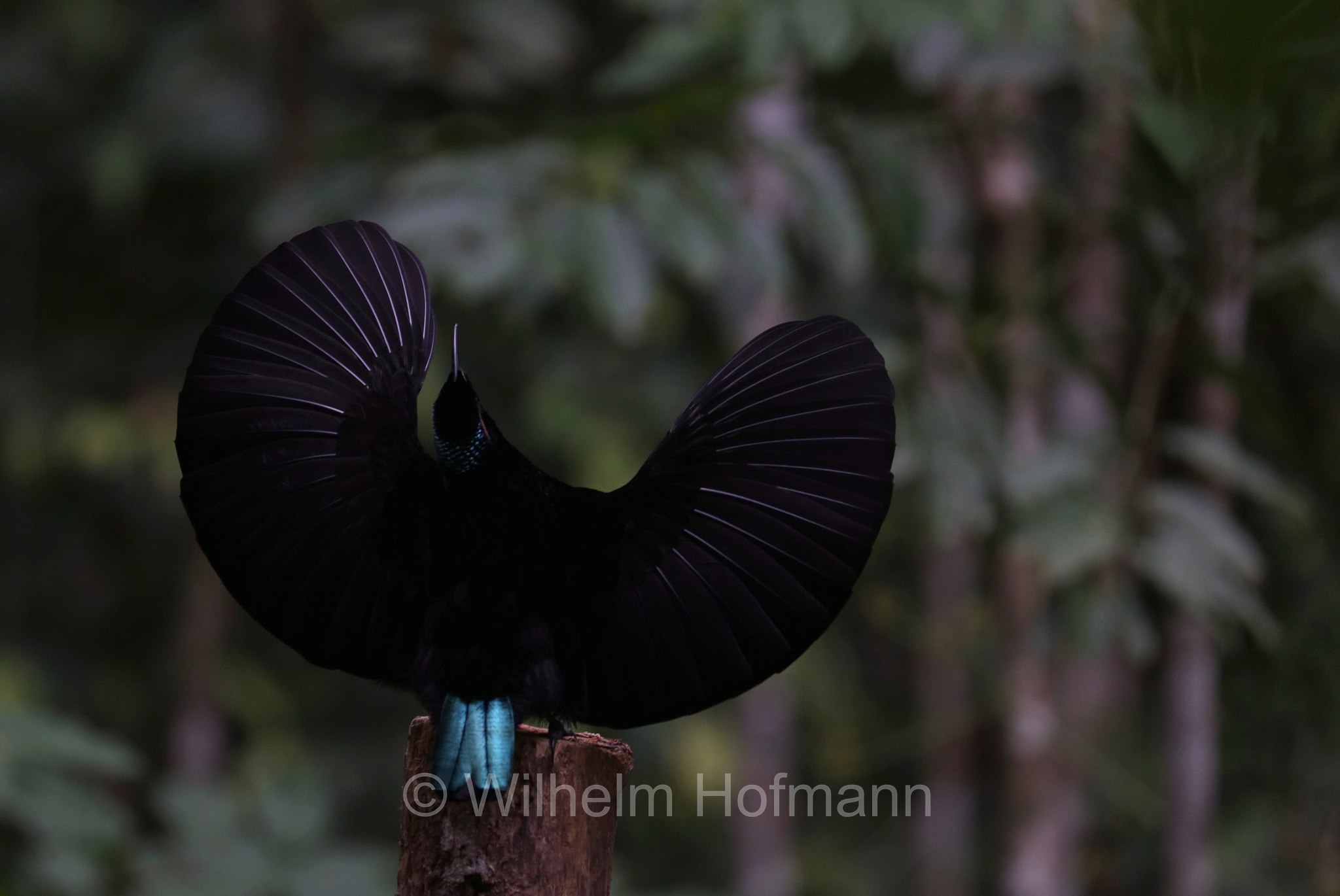 Ptiloris paradiseus, paradise riflebird, Schild-Paradiesvogel, uccello fucile del paradiso, Crater Lakes National Park, Crater-Lakes-Nationalpark, Queensland, Australia, Australien