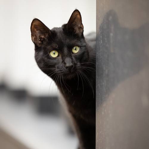 Kattenfotografie Alkmaar