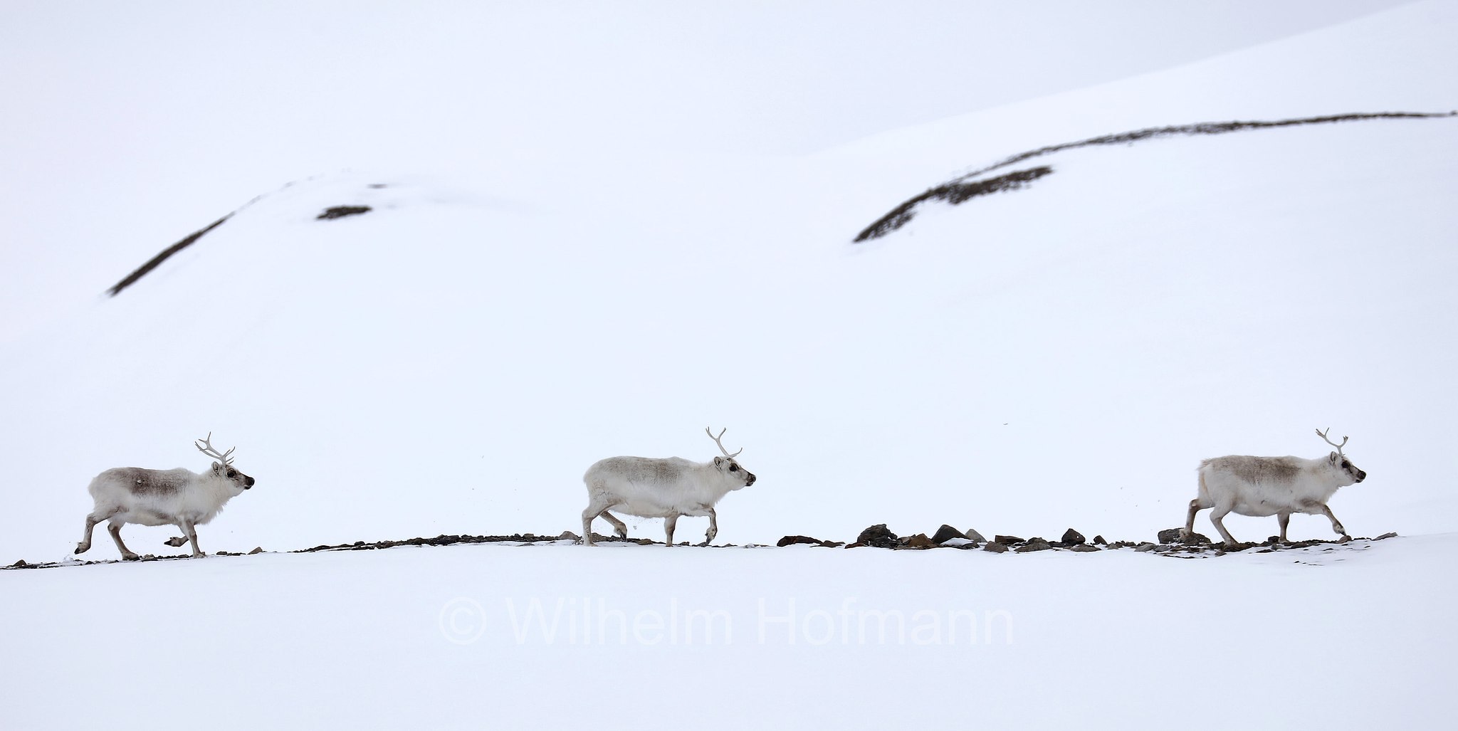 Rangifer tarandus platyrhynchus, Svalbard reindeer, Spitzbergen-Ren, renna delle Svalbard, Isfjorden, Spitsbergen, Svalbard, Spitzbergen, Norway, Norwegen, Norvegia