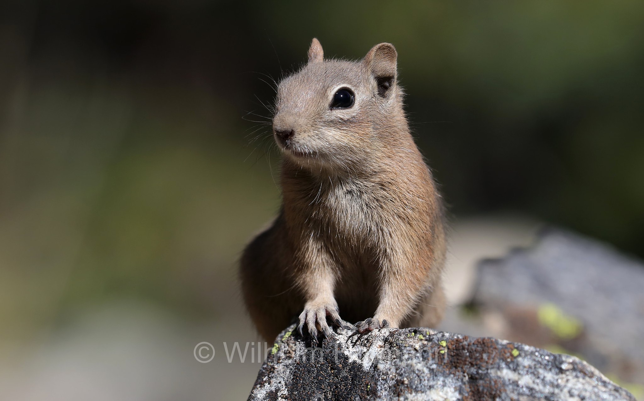 Callospermophilus lateralis, Spermophilus lateralis, golden-mantled ground squirrel, Goldmantelziesel, citello dal mantello dorato, North Saint Vrain Creek, Rocky Mountain National Park, Rocky-Mountain-Nationalpark, parco nazionale delle Montagne Rocciose, Colorado, USA