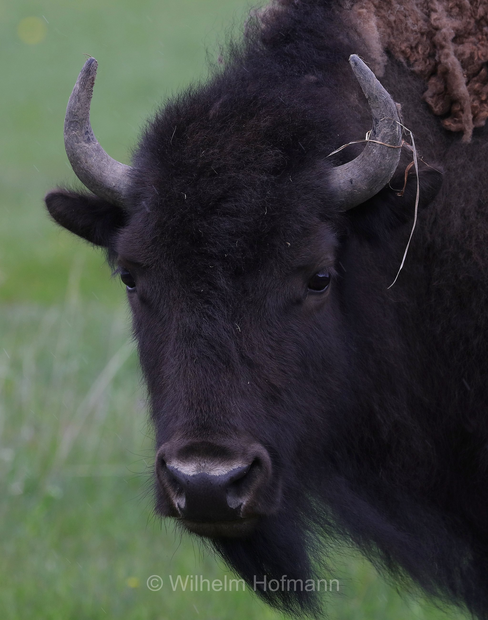 Plains bison, Präriebison, bisonte delle pianure, Bison bison bison, Elk Ranch Flats, Grand Teton National Park, Grand-Teton-Nationalpark, parco nazionale del Grand Teton, Wyoming, USA