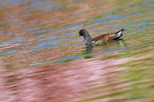 Poule-d'eau printanière