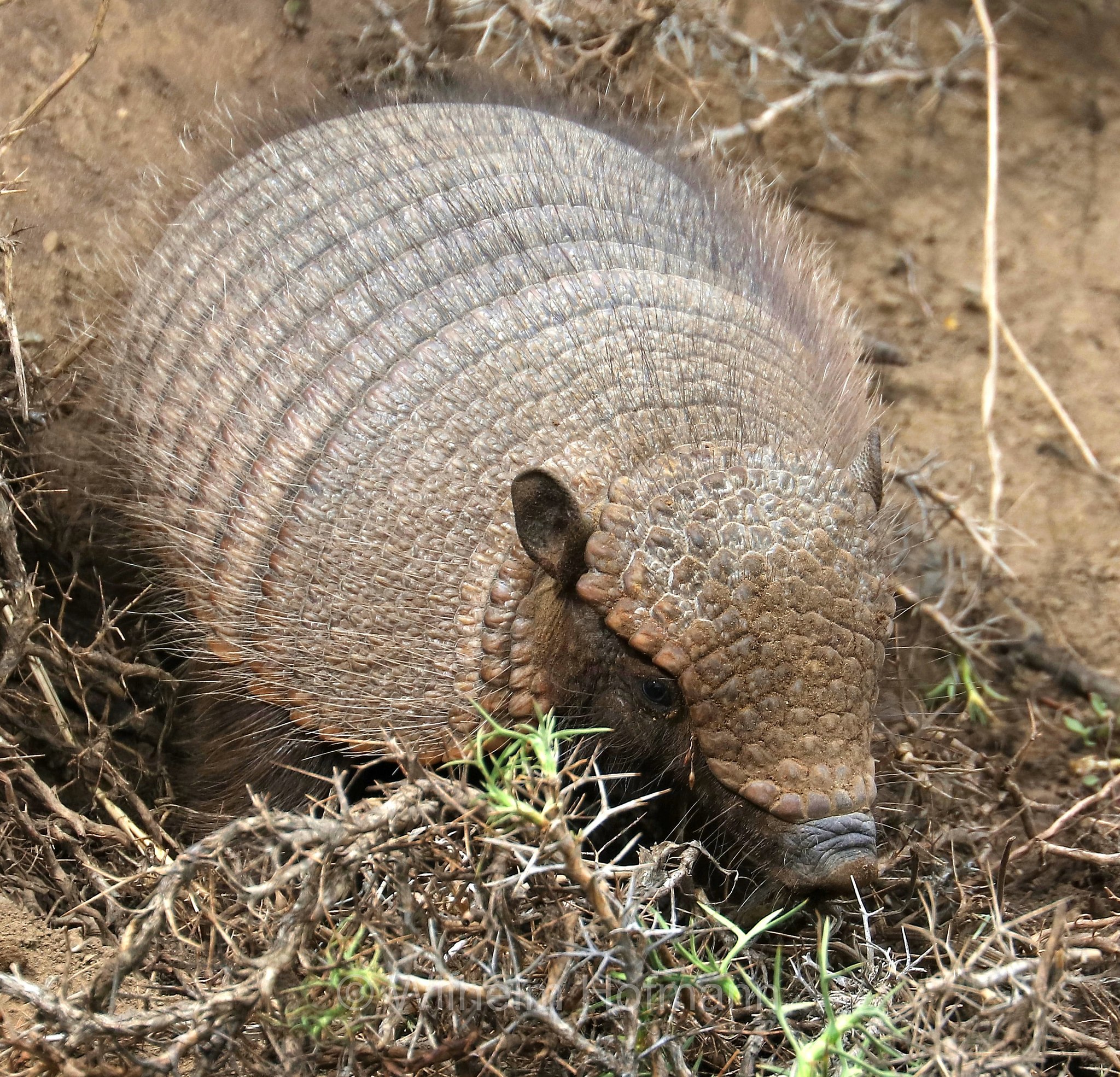 big hairy armadillo, large hairy armadillo, Braunborsten-Gürteltier, Braunhaar-Gürteltier, armadillo villoso maggiore, Chaetophractus villosus, Torres del Paine National Park, Patagonia, Patagonien, Chile, Cile