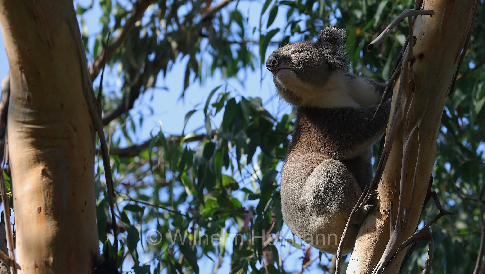 koala, Koala, Koalabär, Beutelbär, Manna Gum Drive, Great Otway National Park, Great-Otway-Nationalpark, parco nazionale Great Otway, Victoria, Australia, Australien