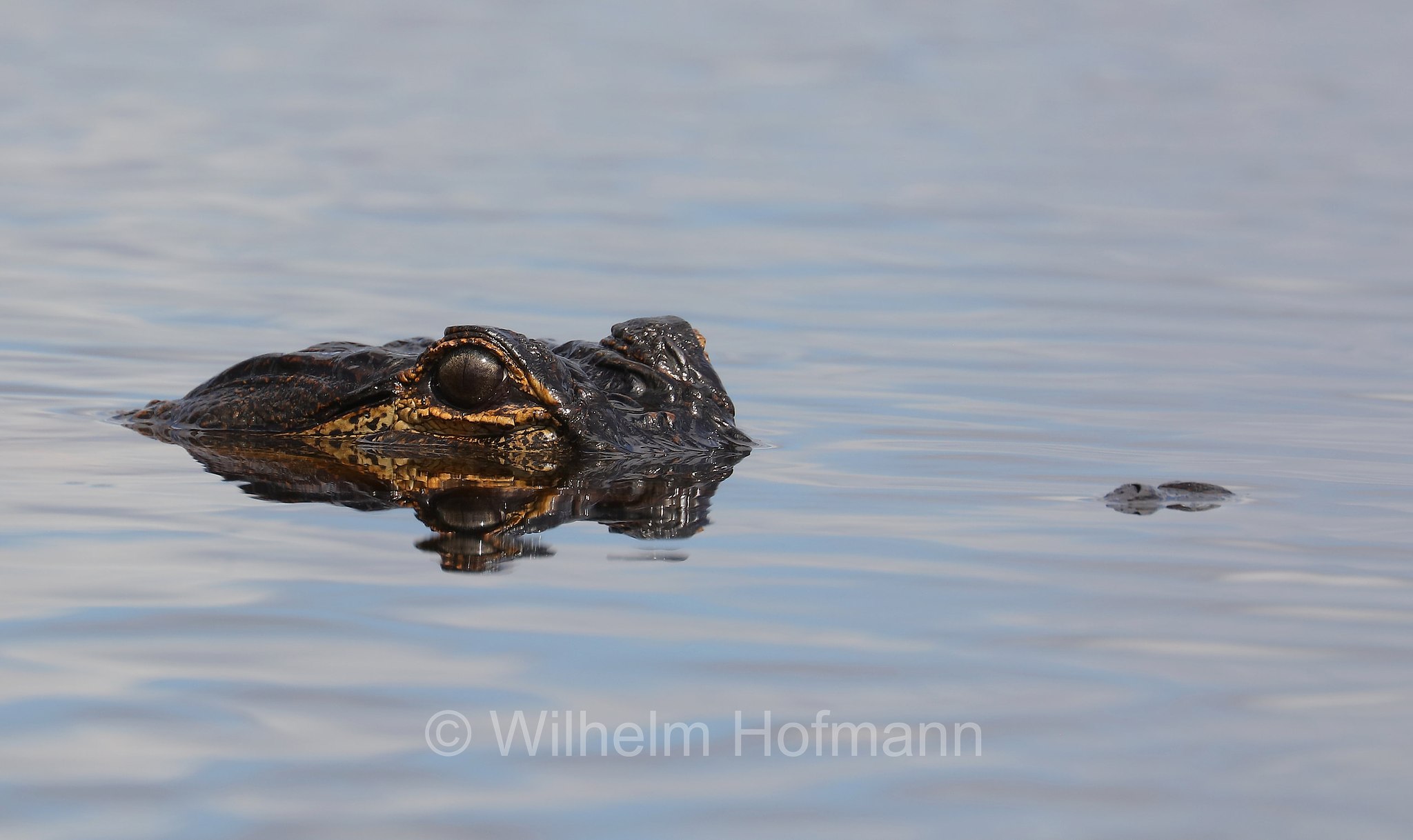 Alligator mississippiensis, American alligator, common alligator, gator, Mississippi-Alligator, Hechtalligator, alligatore del Mississippi, Sevenmile Slough, Double Trailhead, Kissimmee Prairie Preserve State Park, Florida, USA