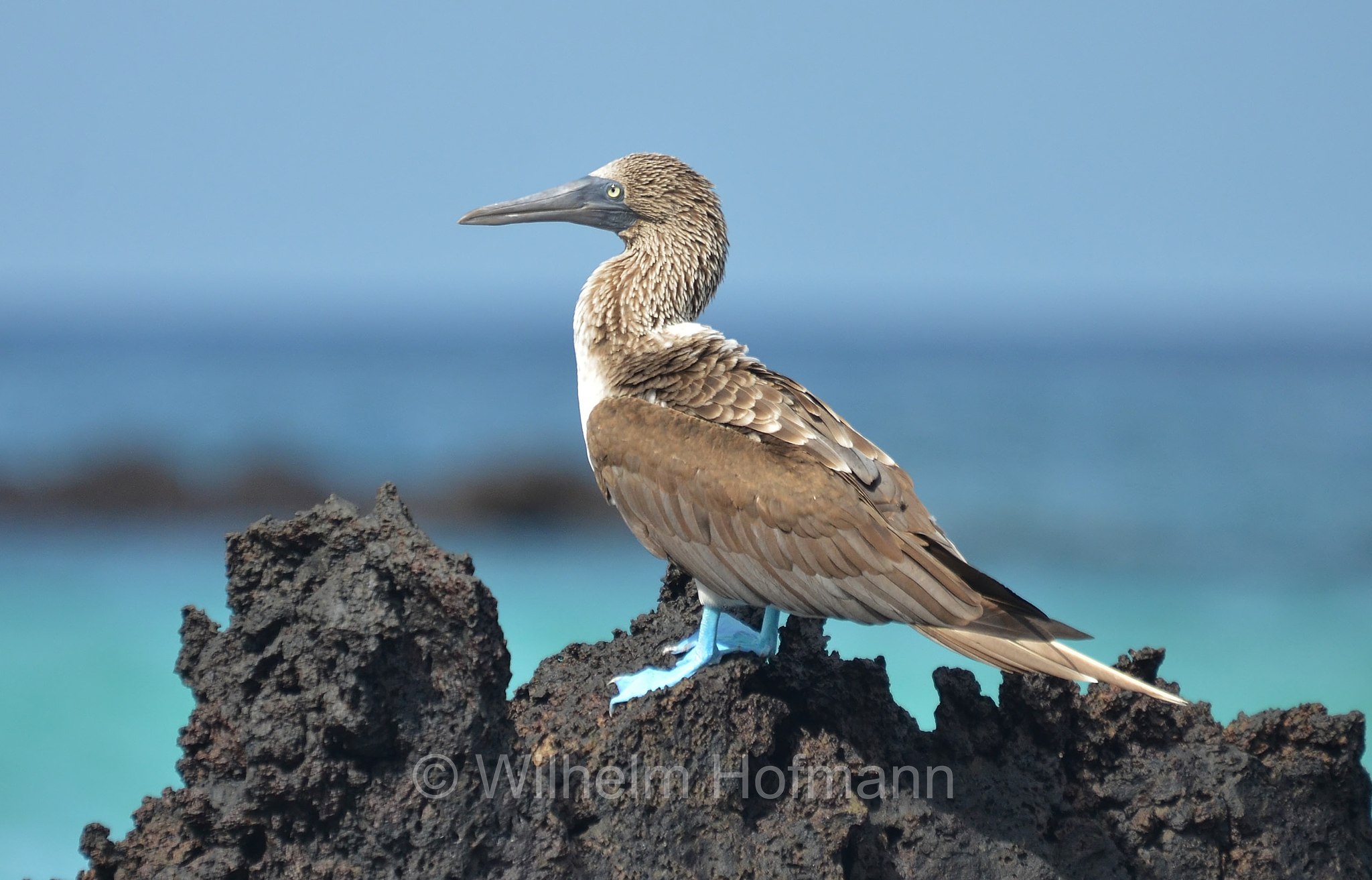 blue-footed booby, Blaufußtölpel, sula piediazzurri, Sula nebouxii, Sombrero Chino Islet, Sombrero Chino, Galápagos Islands, Galápagos, Galapagosinseln, Ecuador