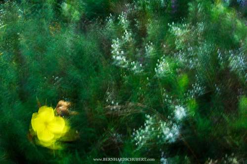 Abstract flower