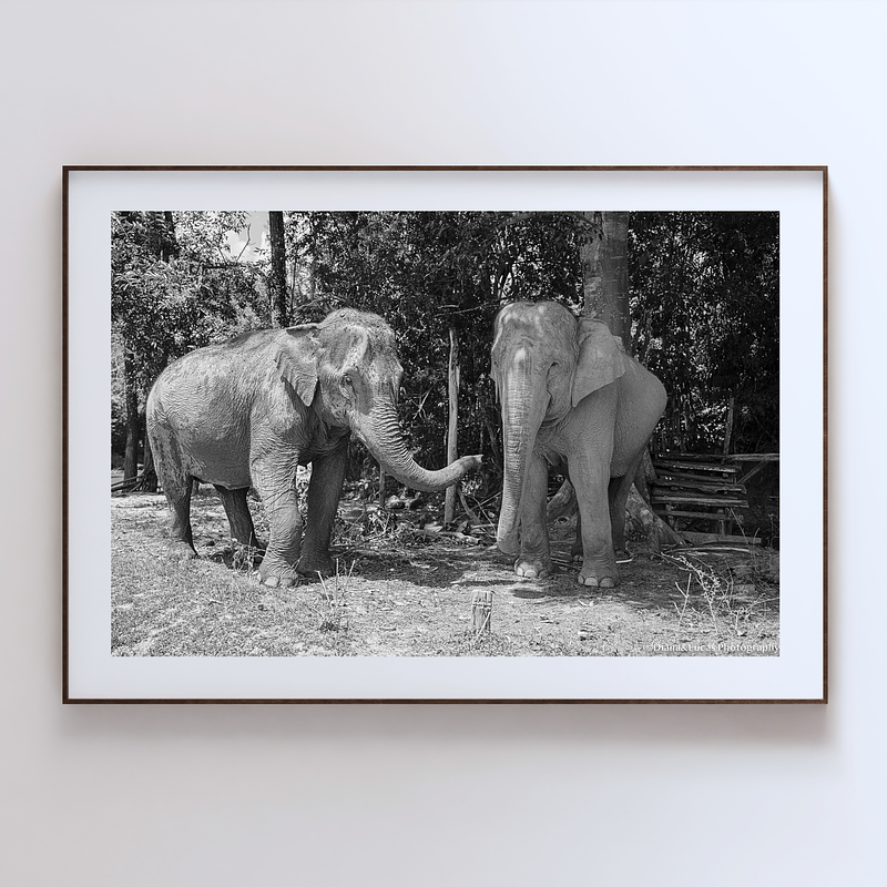 COLLECTION - GIANTS OF THE LAND HORIZONTAL - "Connection" - LIMITED EDITION 9 of 10