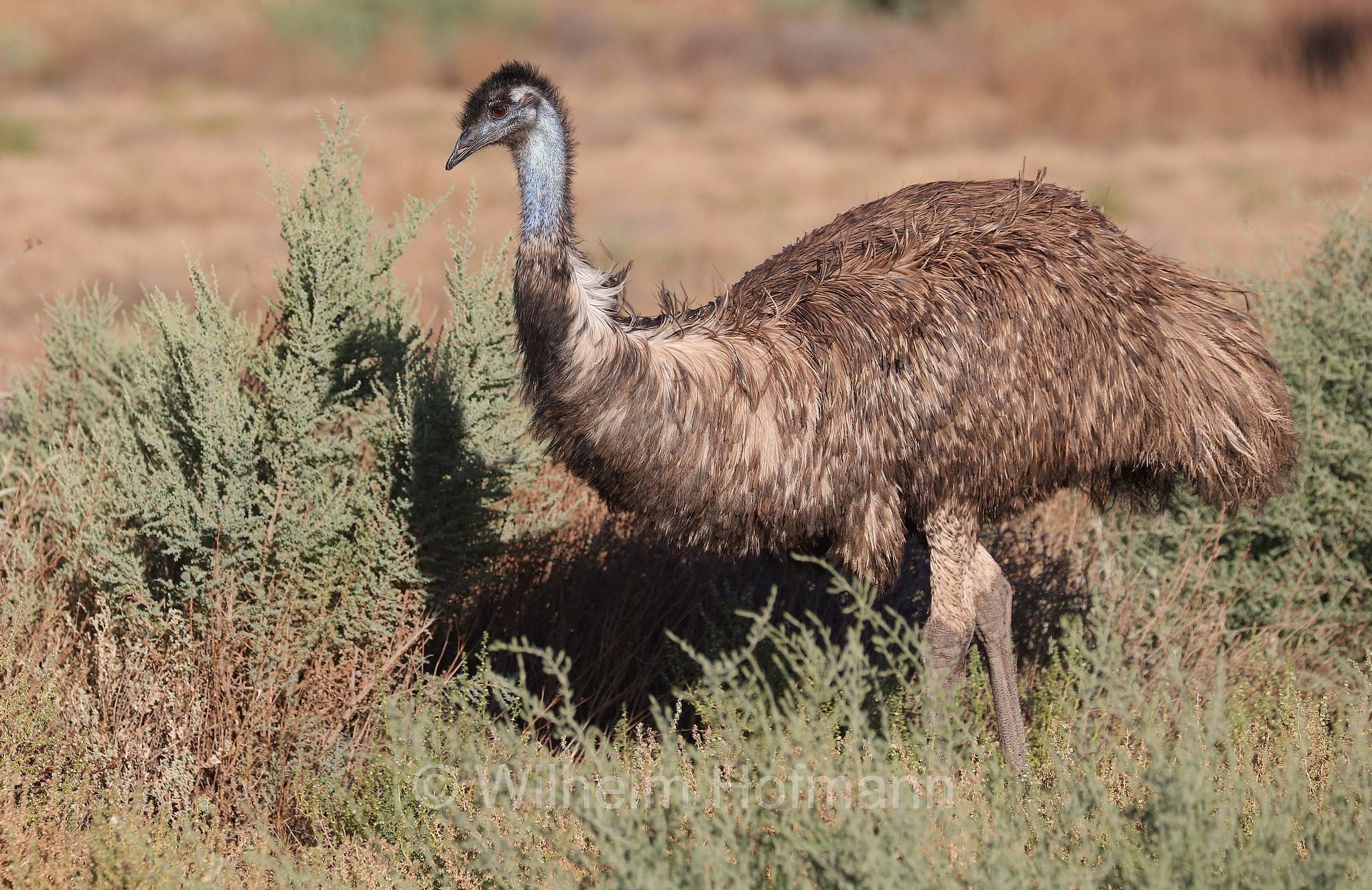 emu, Großer Emu, emù, Dromaius novaehollandiae, Trezona Loop Walk, Ikara–Flinders Ranges National Park, Ikara-Flinderskette-Nationalpark, parco nazionale Monti Flinders, South Australia, Südaustralien, Australia Meridionale, Australia, Australien