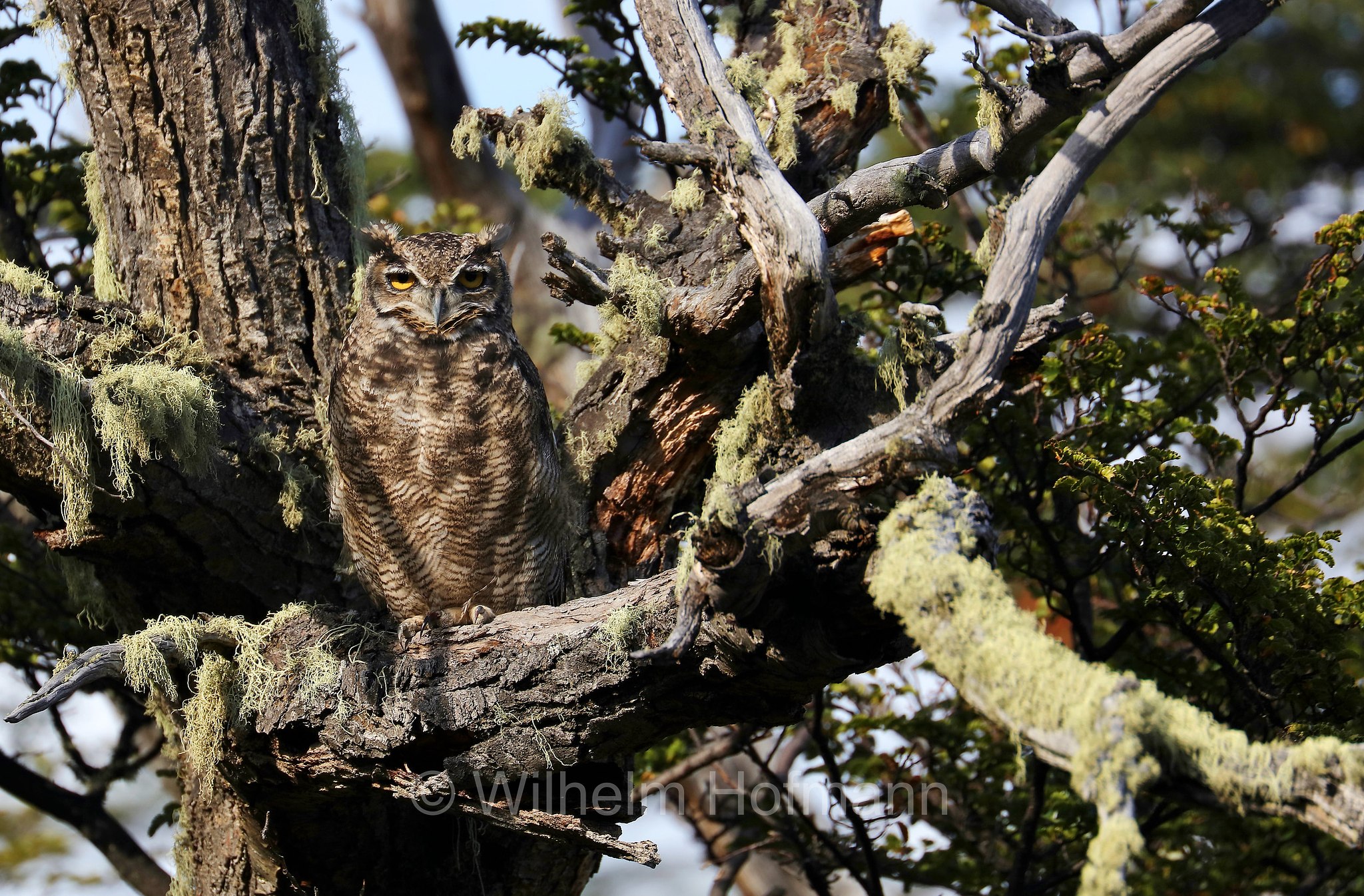 lesser horned owl, Magellanic horned owl, Magellanuhu, Magellan-Uhu, Patagonischer Uhu, Chilenischer Uhu, Chile-Uhu, gufo reale di Magellano, Bubo magellanicus, Torres del Paine National Park, Patagonia, Patagonien, Chile, Cile