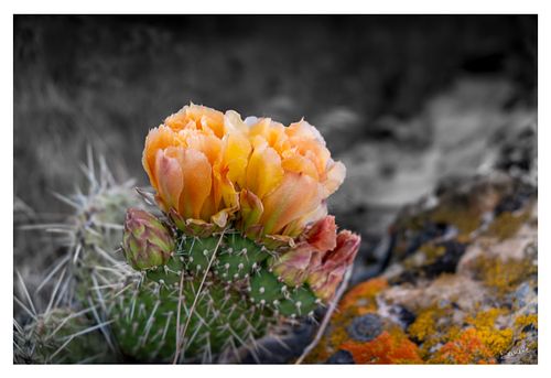 Defiant Bloom