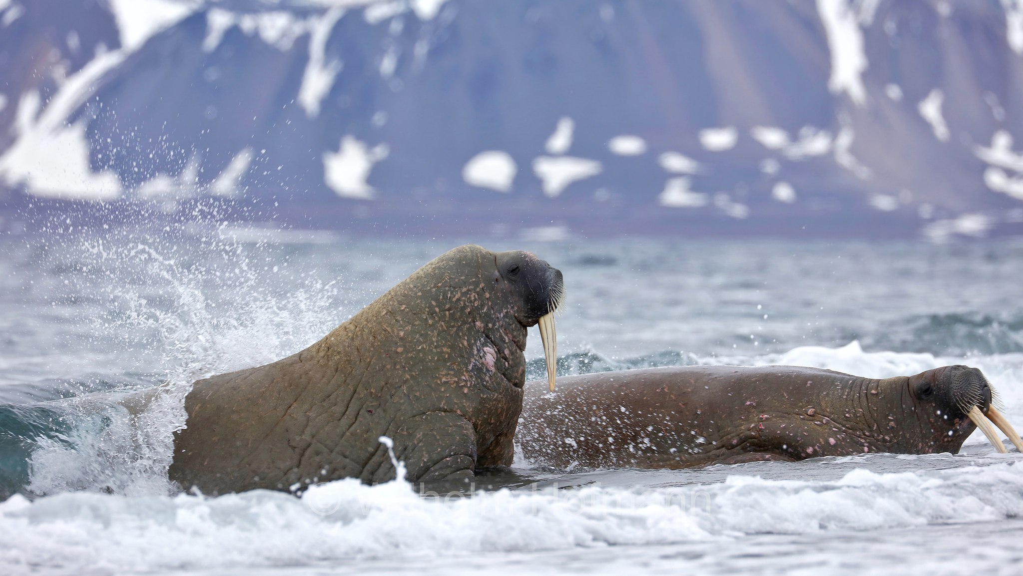 Odobenus rosmarus rosmarus, Atlantic walrus, Atlantisches Walross, tricheco dell'Atlantico, Forlandet National Park, Forlandet-Nationalpark, parco nazionale Forlandet, Prins Karls Forland, Prinz-Karl-Vorland, Svalbard, Spitzbergen, Norway, Norwegen, Norvegia