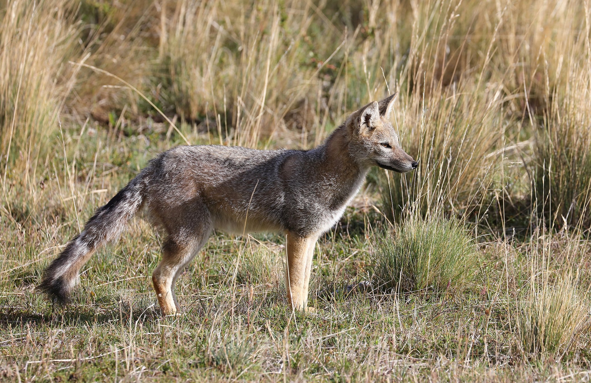 South American gray fox, Patagonian fox, chilla, zorro gris, Argentinischer Kampfuchs, Patagonischer Fuchs, Grauer Andenfuchs, Chilla, chilla, volpe grigia sudamericana, volpe grigia argentina, Lycalopex griseus, Torres del Paine National Park, Patagonia, Patagonien, Chile, Cile