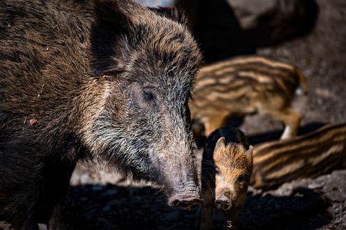 Tierpark Dählhölzli