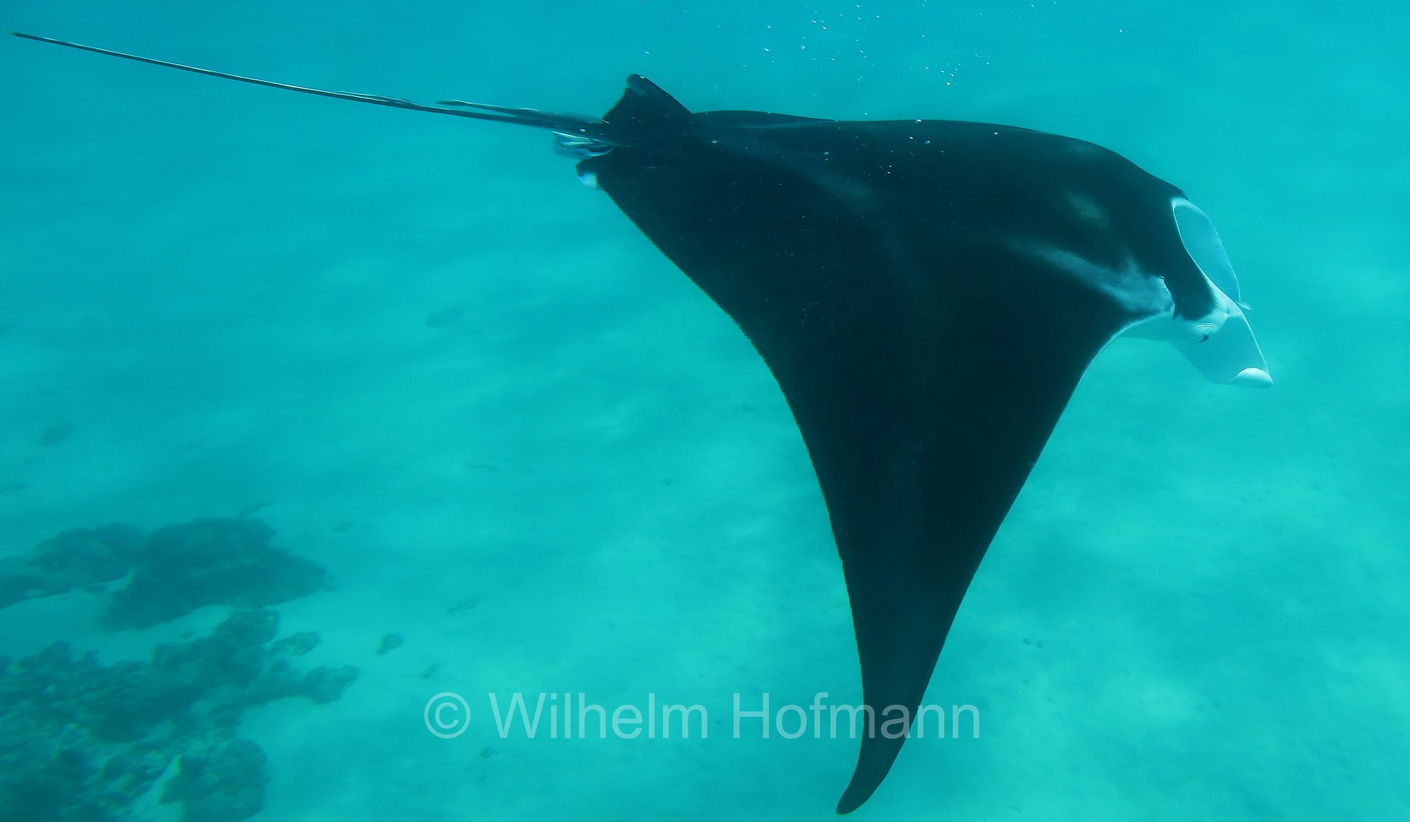 reef manta ray, Riffmanta, manta della barriera corallina, Mobula alfredi, Manta alfredi, Ningaloo Coast, Ningaloo Marine Park, Ningaloo Commonwealth Marine Reserve, Costa di Ningaloo, Western Australia, Westaustralien, Australia Occidentale, Australia, Australien