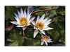 THE ONE - WILDLIFE & NATURE - "Nymphaea Trio" - LIMITED EDITION 5 of 5