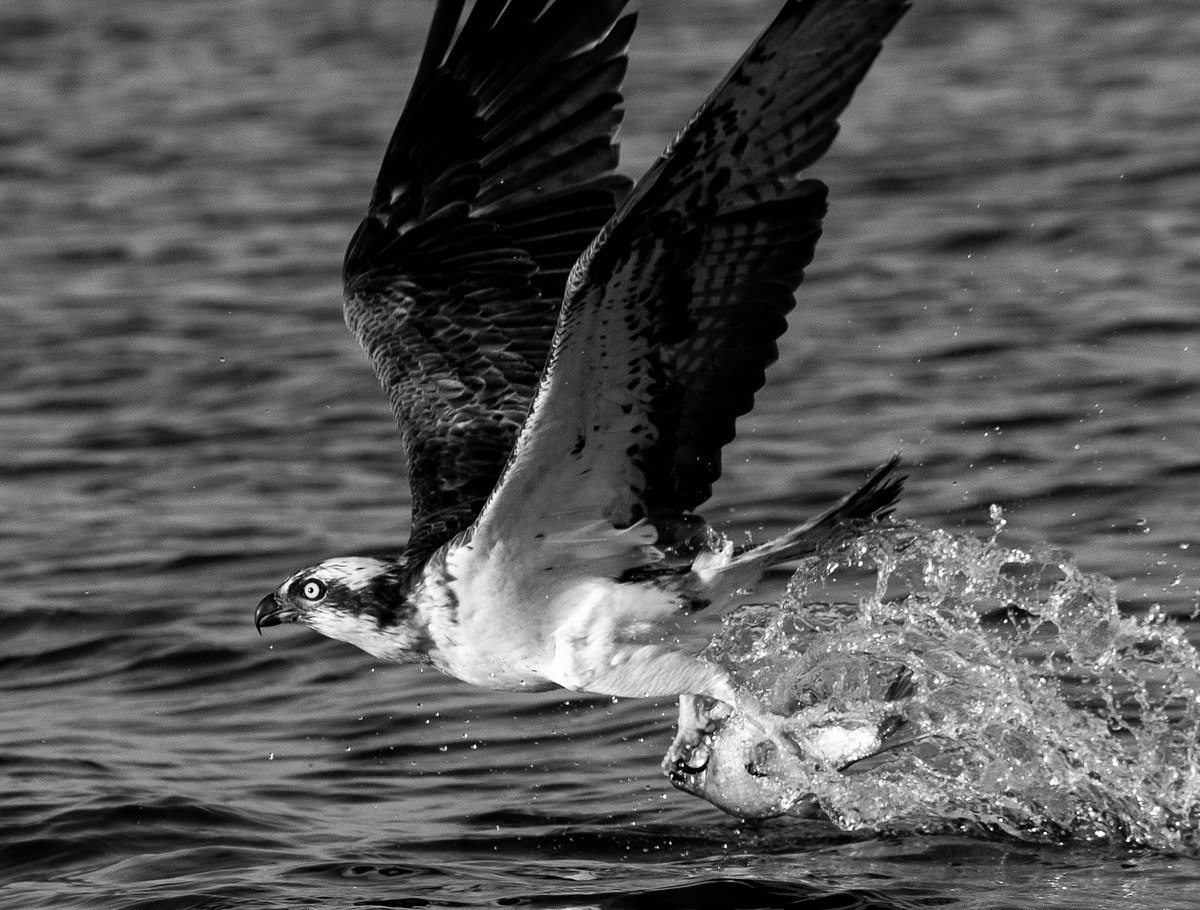 Fotograf Sarpsborg Trond Johansen fotograferer fiske&oslash;rn som fanger fisk i dramatisk actionbilde