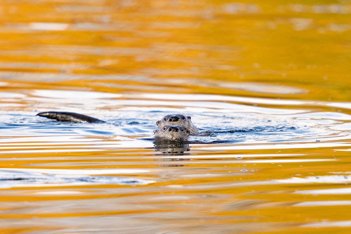 Otters-in-Guilded-Waters