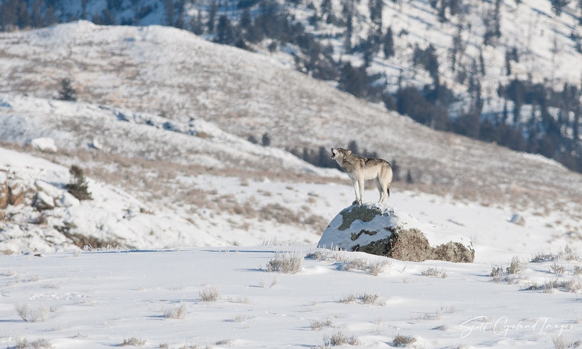 Something to Howl About