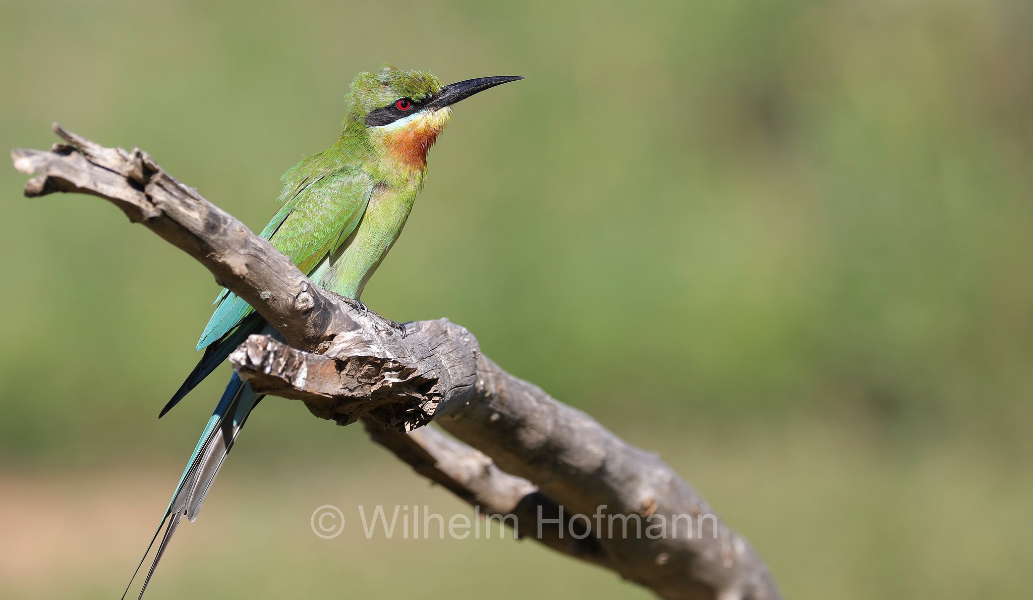 blue-tailed bee-eater, Blauschwanzspint, gruccione codazzurra, Merops philippinus, Sri Lanka, Yala National Park, Yala Nationalpark, Parco nazionale di Yala