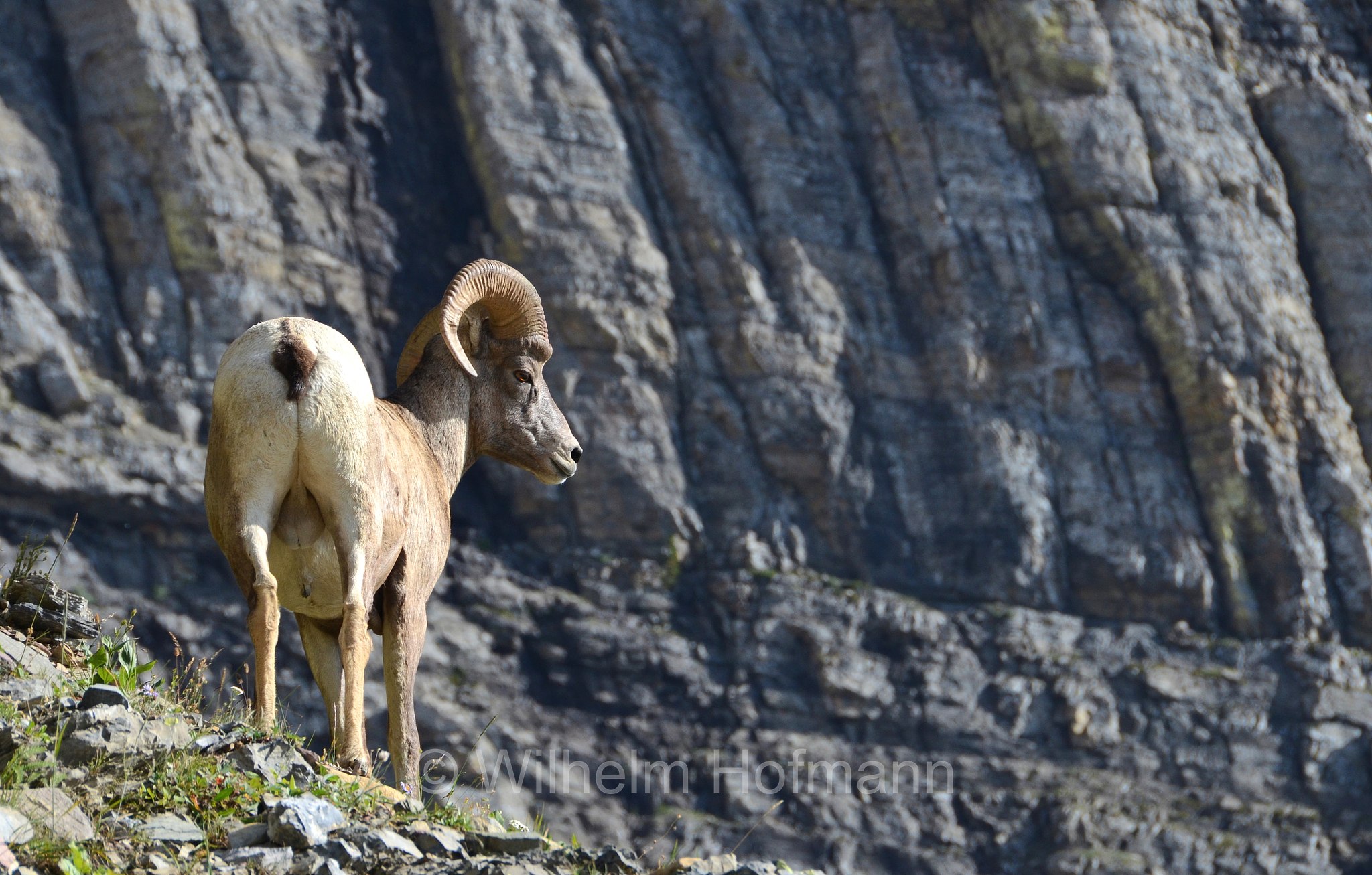 Ovis canadensis canadensis, Rocky Mountain bighorn sheep, Rocky-Mountains-Dickhornschaf, bighorn delle Montagne Rocciose, Highline Trail, Glacier National Park, Glacier-Nationalpark, parco nazionale dei ghiacciai, Montana, USA