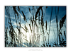 THE ONE - WILDLIFE & NATURE - "Field Level" - LIMITED EDITION 4 of 5