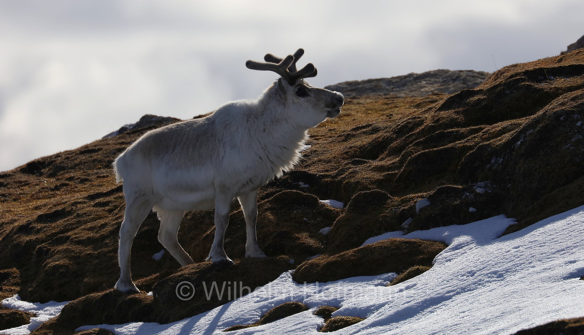 Rangifer tarandus platyrhynchus, Svalbard reindeer, Spitzbergen-Ren, renna delle Svalbard, Trygghamna, Spitsbergen, Svalbard, Spitzbergen, Norway, Norwegen, Norvegia
