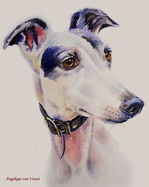 Sensitive watercolor painting of a white greyhound named Obama, featuring a distinct dark spot on its face, light and airy brushstrokes on a white background