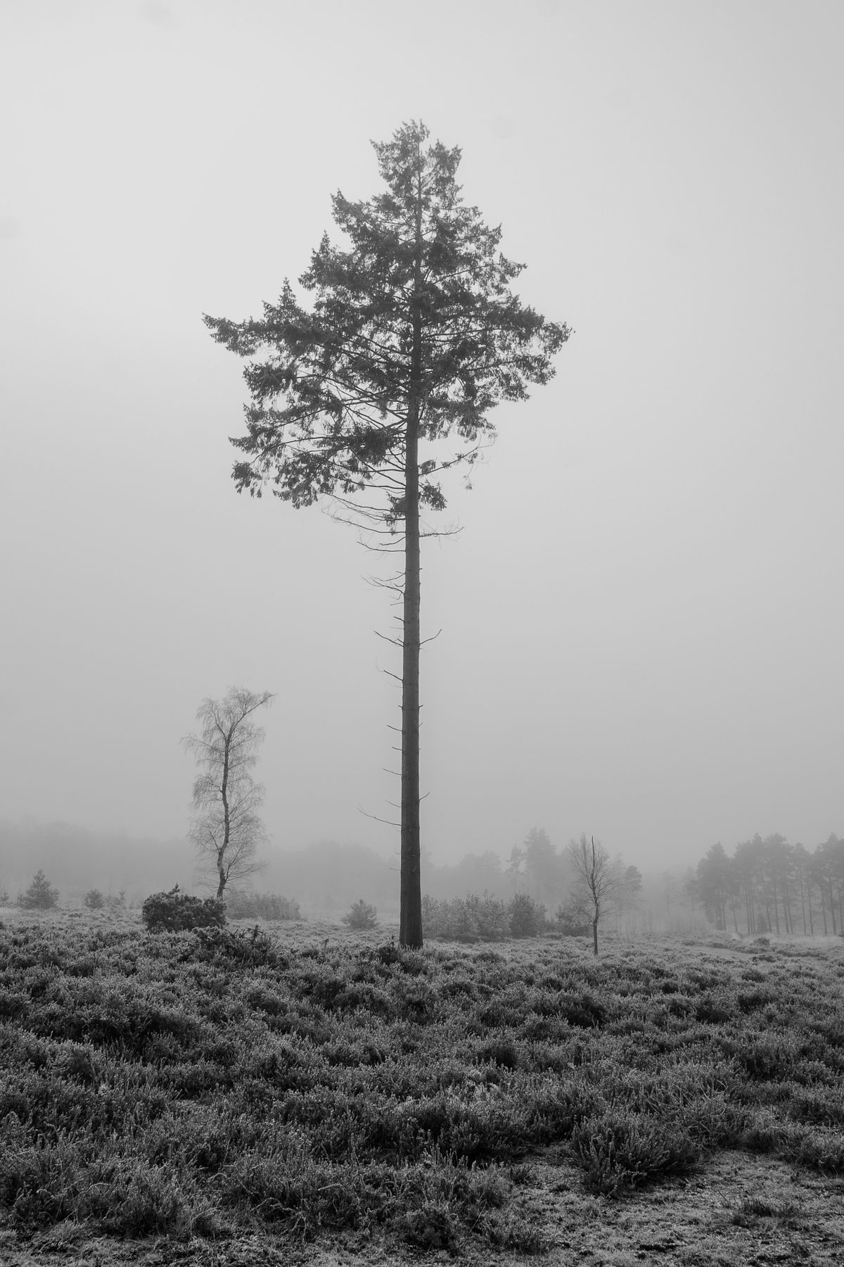 A solitary tree standing in a misty Norfolk landscape, photographed in black and white.
