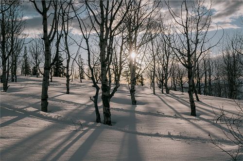 Natural World