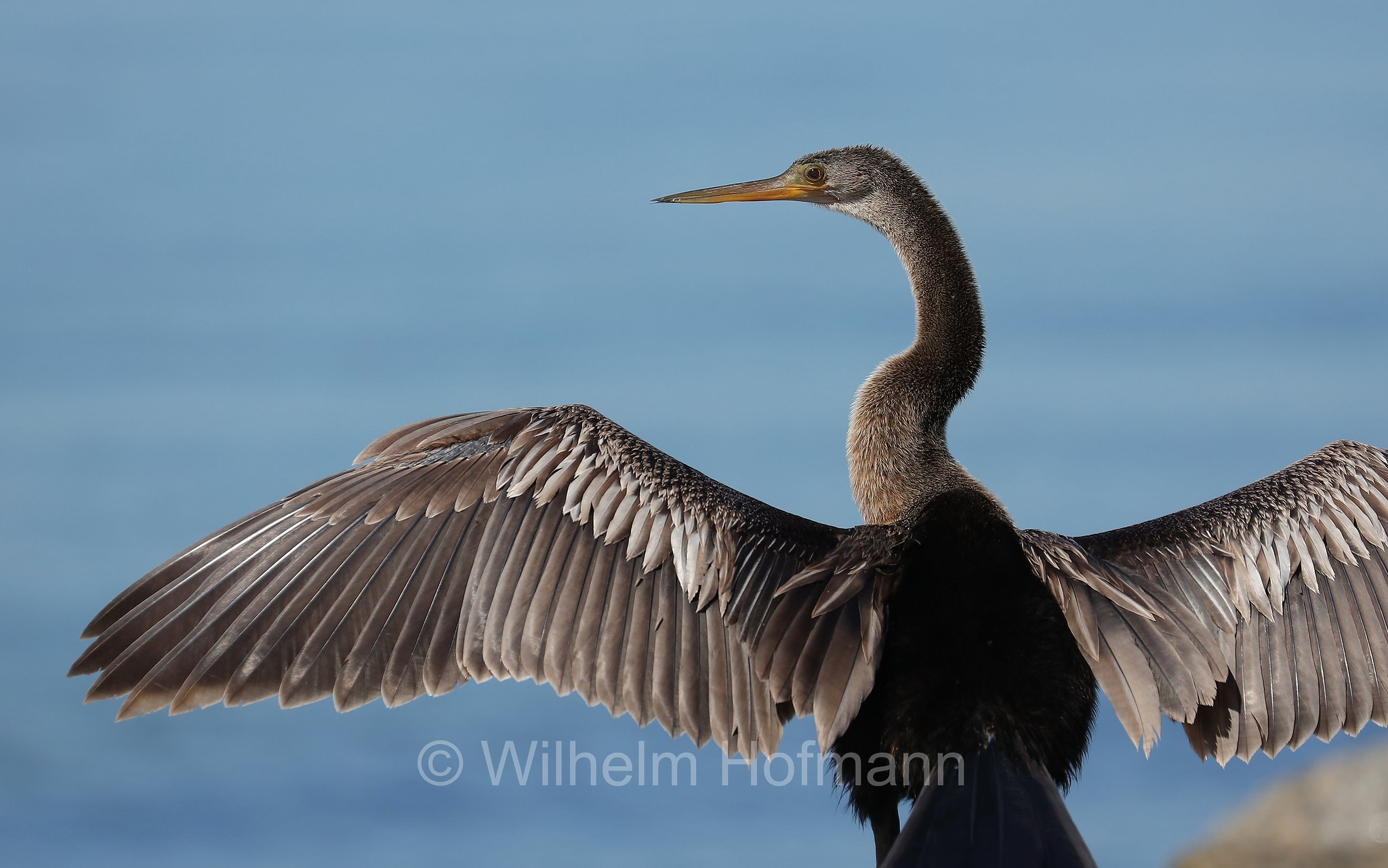 Anhinga anhinga, anhinga, darter, American darter, snakebird, water turkey, Amerika-Schlangenhalsvogel, Amerikanischer Schlangenhalsvogel, aninga comune, aninga americana, uccello serpente, Skyway Fishing Pier, Sunshine Skyway Bridge, Florida, USA
