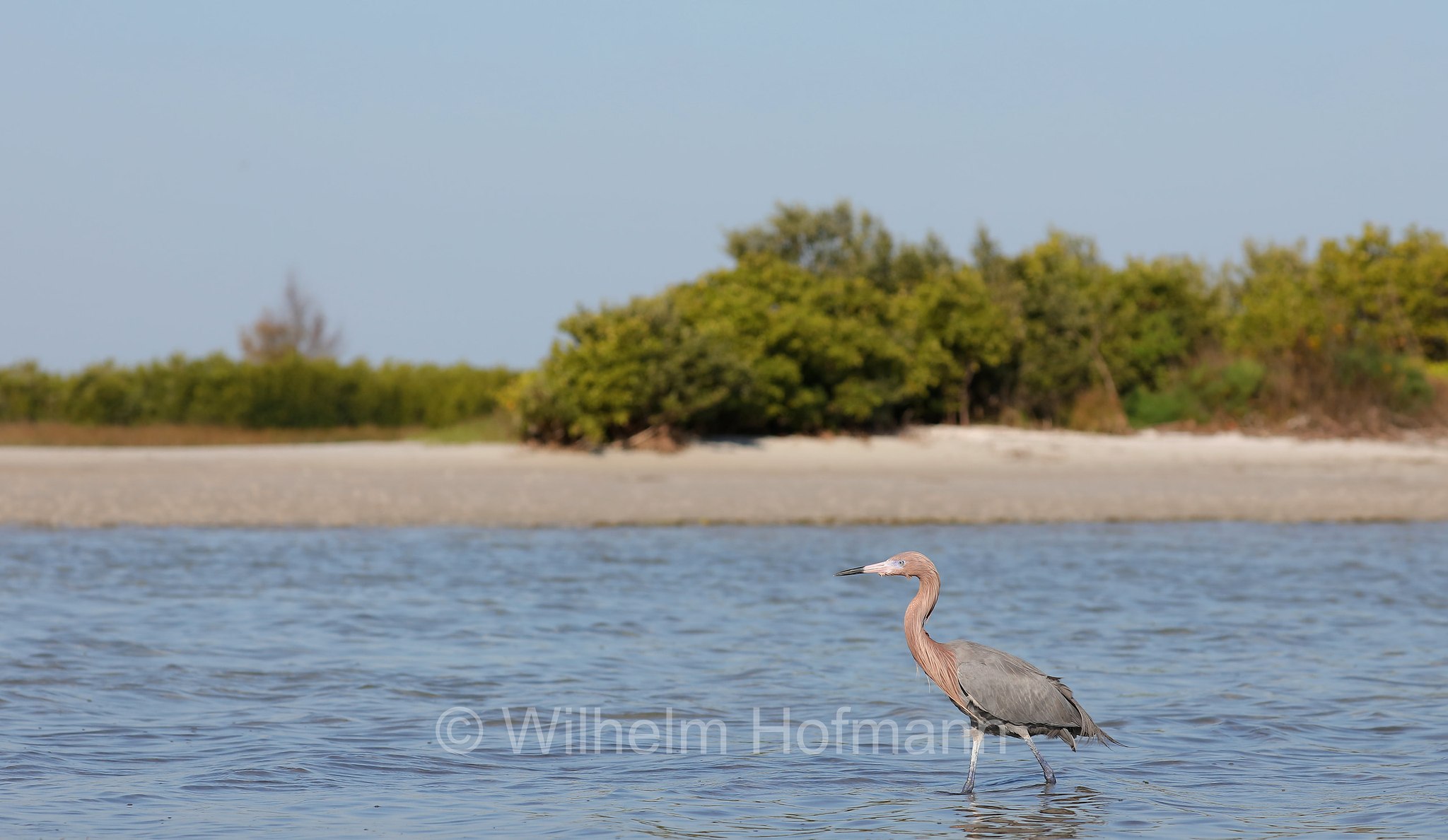 Egretta rufescens, reddish egret, Rötelreiher, garzetta rossastra, Fort DeSoto Park, Florida, USA