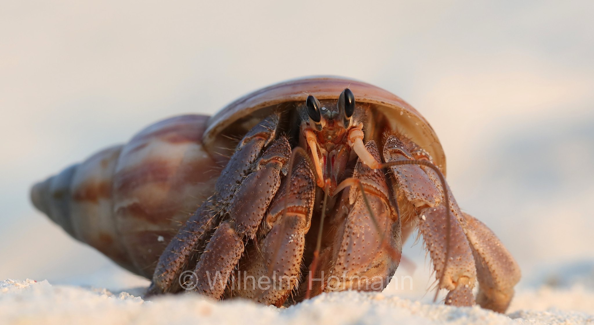 rugose hermit crab, Falten-Landeinsiedlerkrebs, Coenobita rugosus, Malediven, Maldives, Maledive, fihalhohi island resort