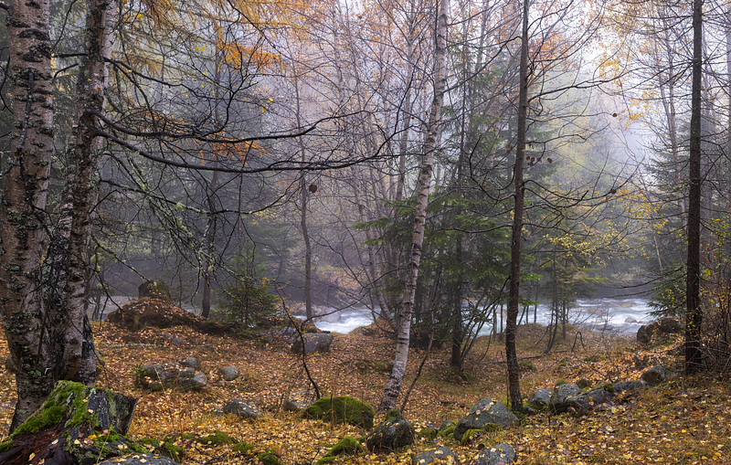 Carta da Parati Fibra di Vetro per Bagno e SPA: Bosco d'Autunno HD