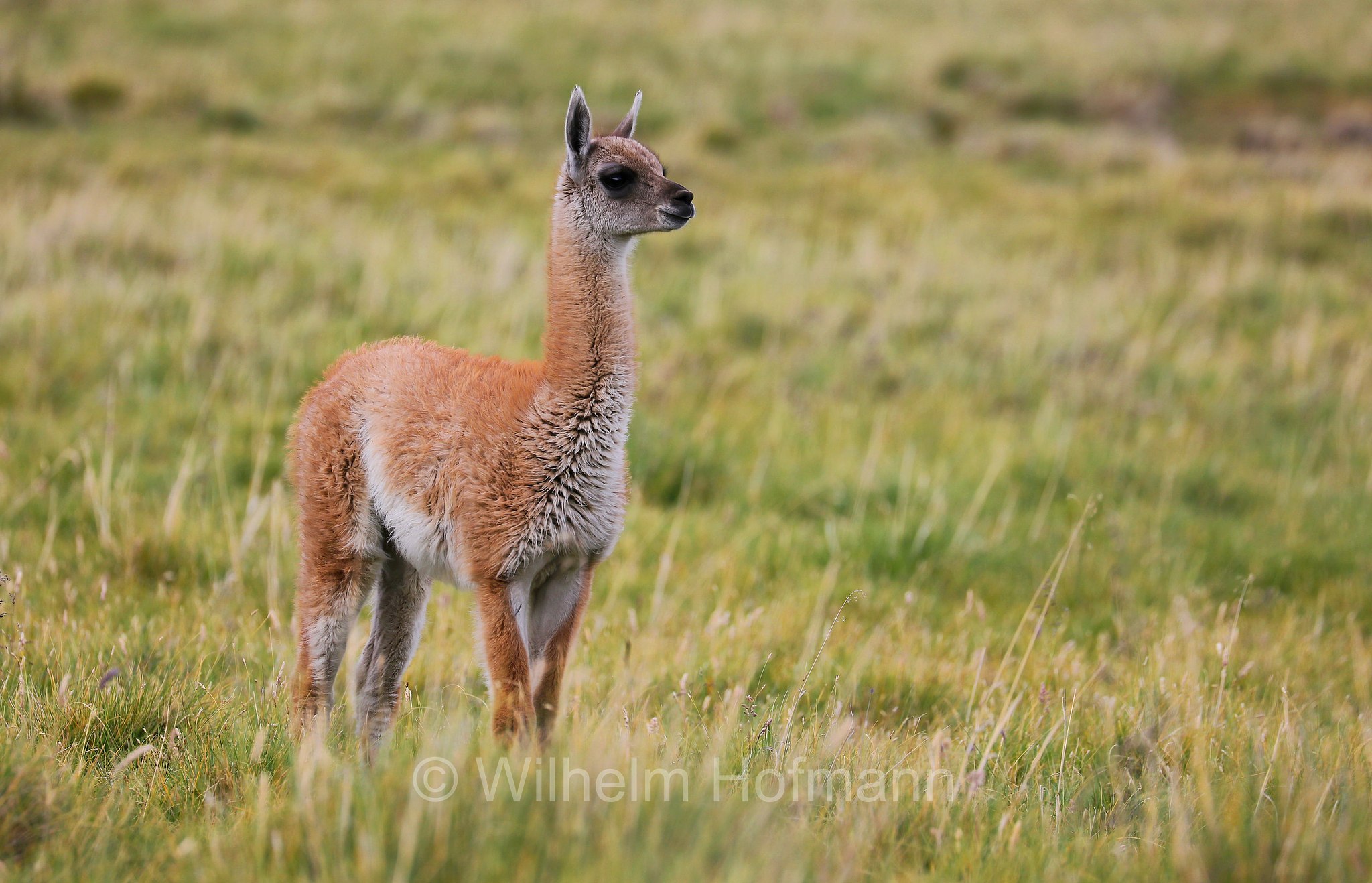 guanaco, Guanako, Huanako, Lama guanicoe, Torres del Paine National Park, Patagonia, Patagonien, Chile, Cile