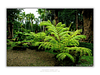 THE ONE - WILDLIFE & NATURE - "Fern First" - LIMITED EDITION 4 of 5