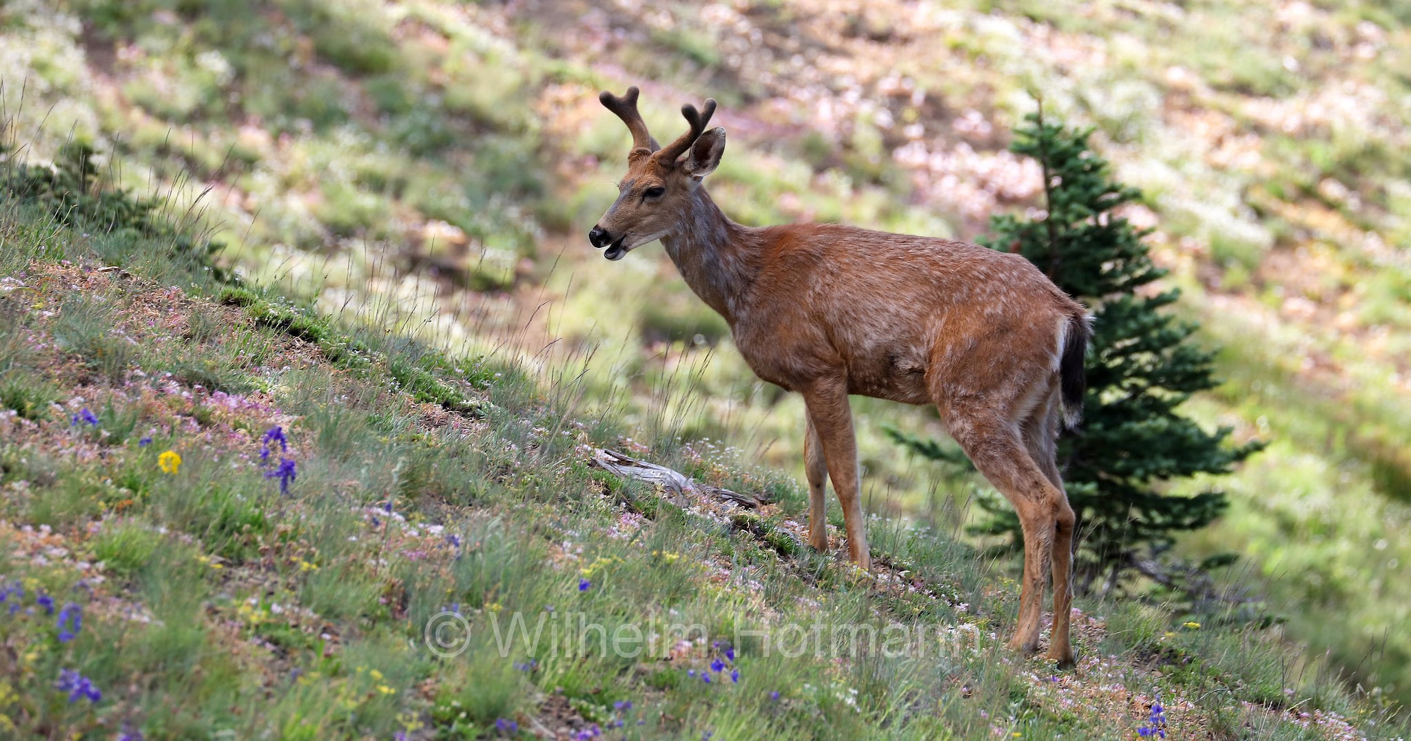Odocoileus hemionus columbianus, Columbian black-tailed deer, Columbia-Schwarzwedelhirsch, cervo dalla coda nera, Hurricane Ridge, Olympic National Park, Olympic-Nationalpark, Olympic-Nationalpark, Washington, USA