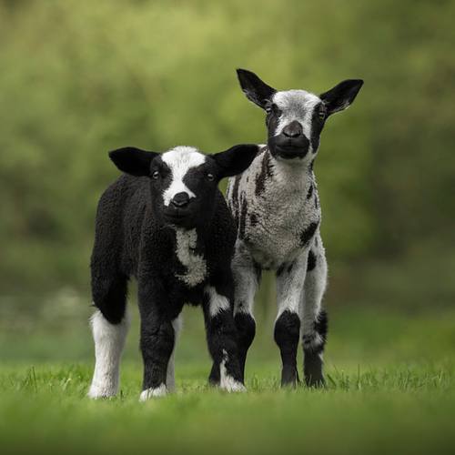 Lucky & Lefty (Jimmy & Cruz)