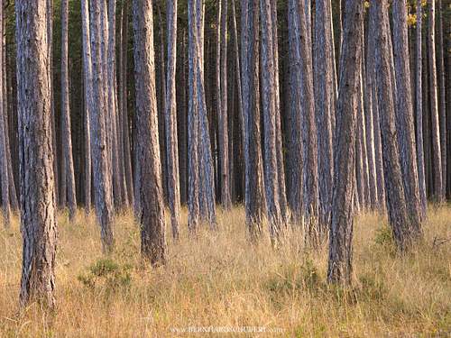Pinus nigra - Austrian pine