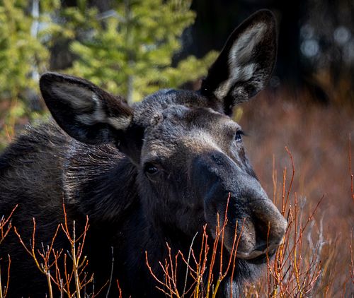 Little Miss Moose