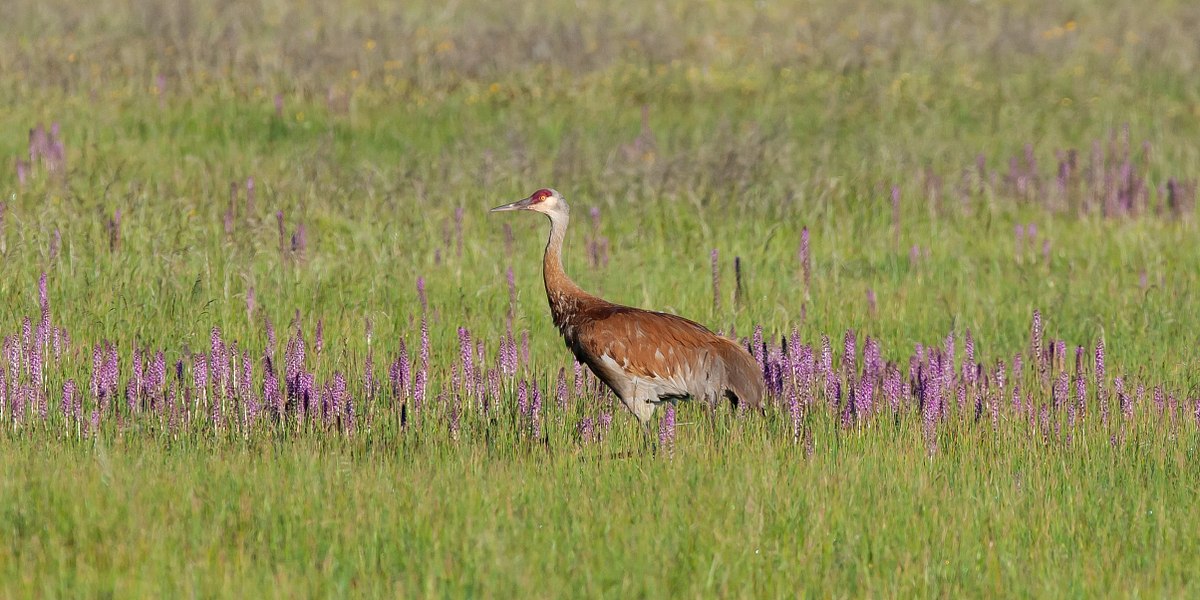 Sandhill-and-Dew