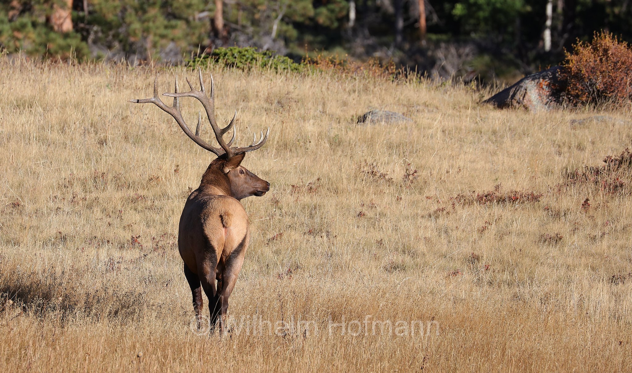 Cervus canadensis nelsoni, Rocky Mountain elk, Rocky-Mountain-Wapiti, wapiti delle Montagne Rocciose, Sheep Lakes, Rocky Mountain National Park, ﻿Rocky-Mountain-Nationalpark, parco nazionale delle Montagne Rocciose, Colorado, USA