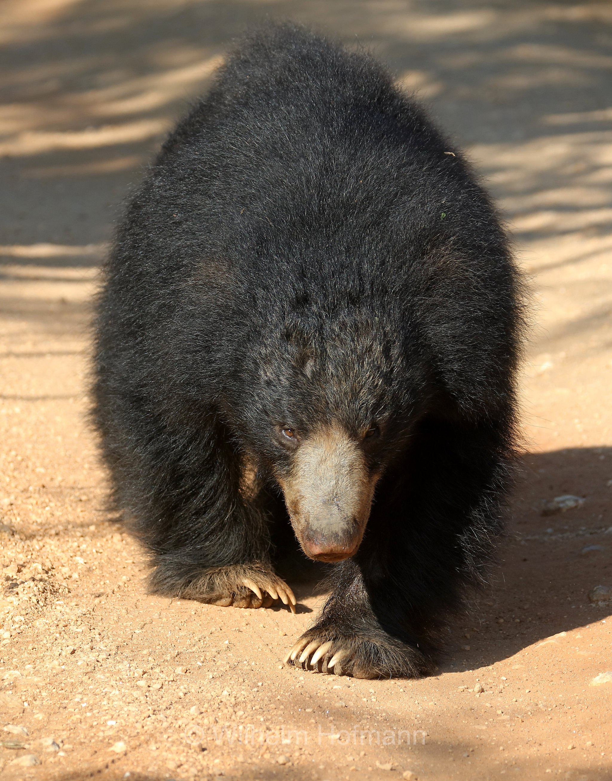 sloth bear, Indian bear, Lippenbär, orso labiato, orso giocoliere, Melursus ursinus, Sri Lanka, Yala National Park, Yala Nationalpark, Parco nazionale di Yala