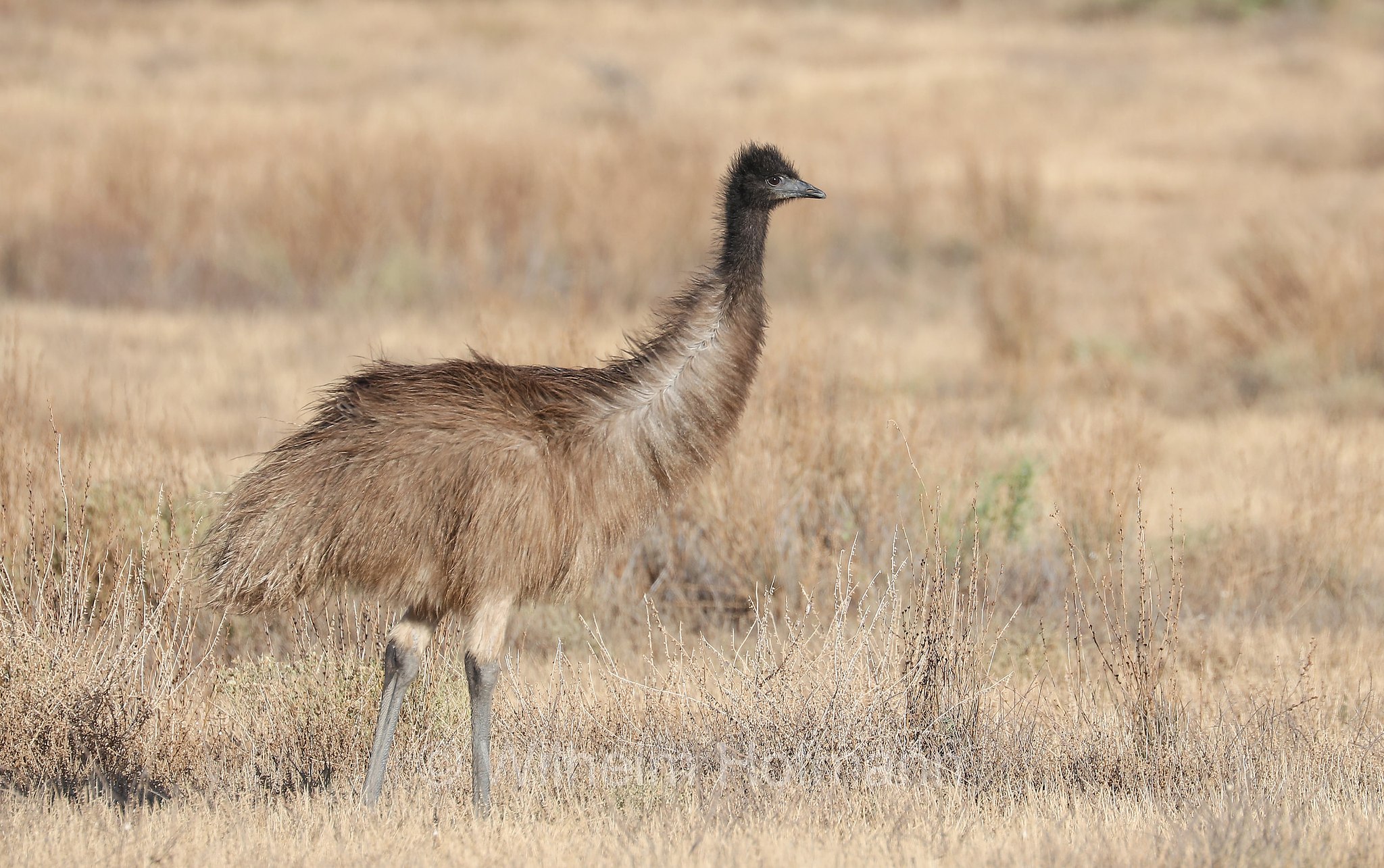 emu, Großer Emu, emù, Dromaius novaehollandiae, Brachina Gorge Road, Ikara–Flinders Ranges National Park, Ikara-Flinderskette-Nationalpark, parco nazionale Monti Flinders, South Australia, Südaustralien, Australia Meridionale, Australia, Australien
