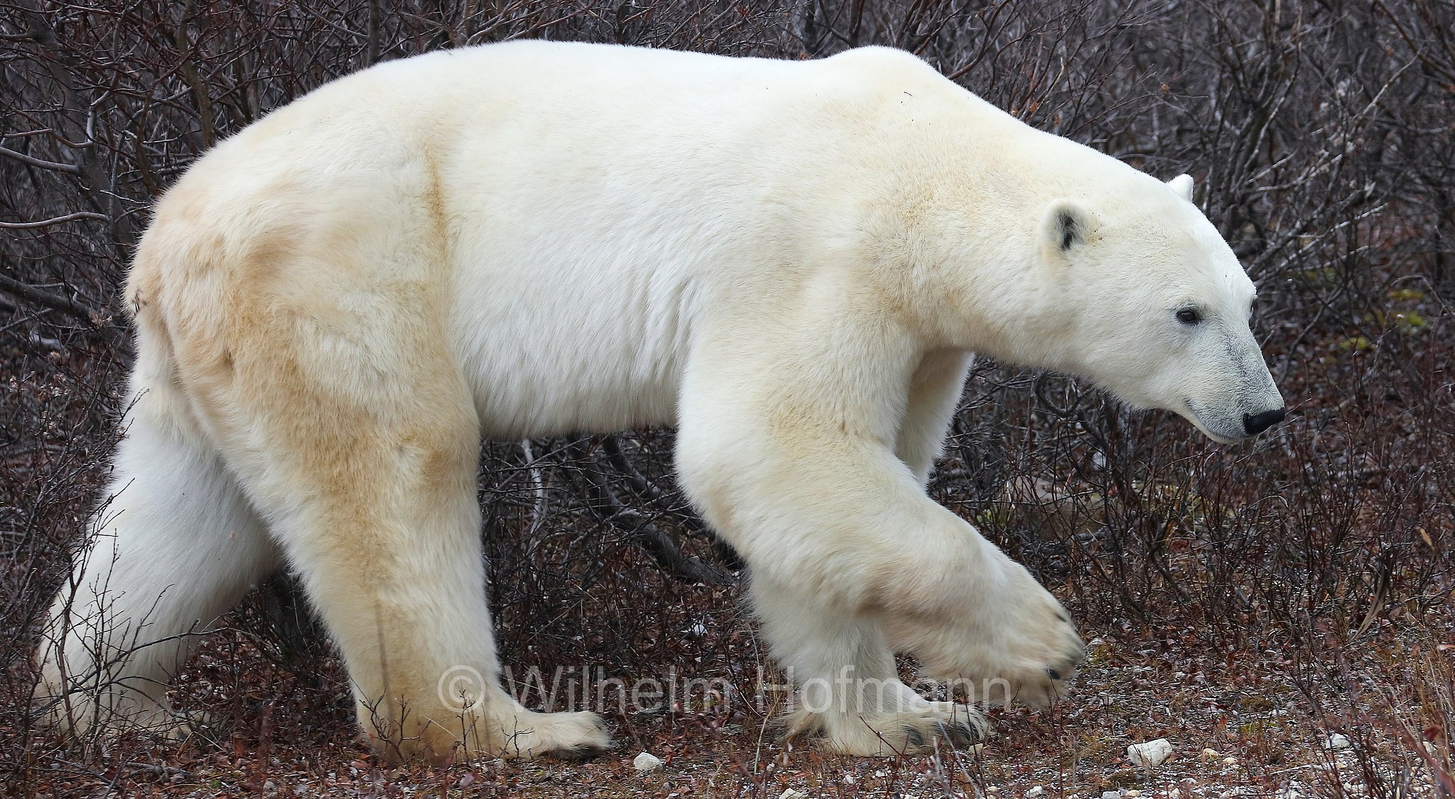 Ursus maritimus, polar bear, Eisbär, Polarbär, orso polare, orso bianco, Polar Bear Reserve, Churchill, Manitoba, Canada, Kanada