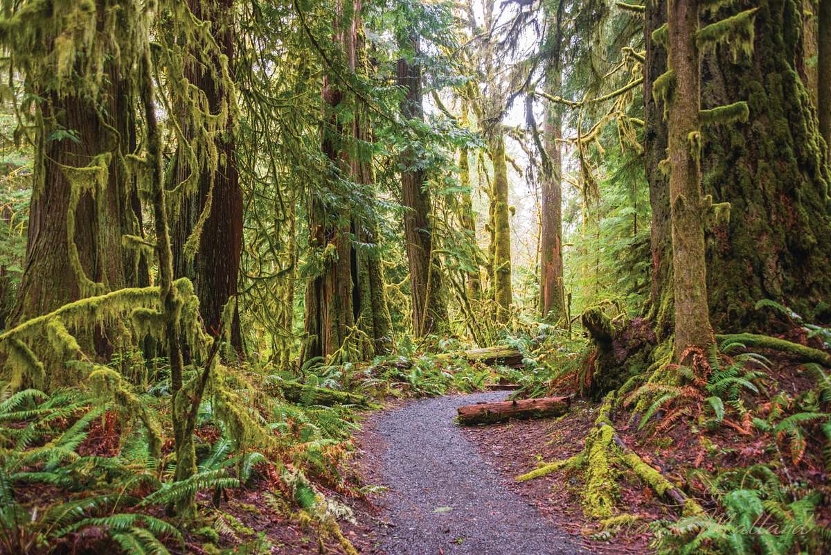 Pacific Northwest fine art photography printed on premium aluminum by Mac & Mallard