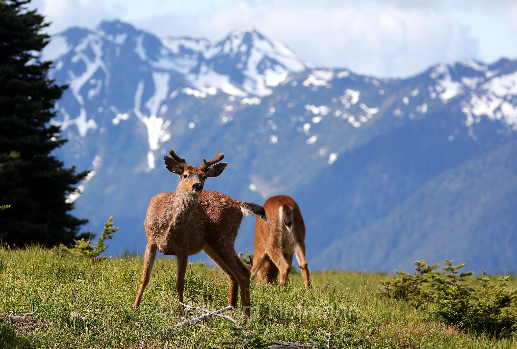 Odocoileus hemionus columbianus, Columbian black-tailed deer, Columbia-Schwarzwedelhirsch, cervo dalla coda nera, Hurricane Ridge, Olympic National Park, Olympic-Nationalpark, Olympic-Nationalpark, Washington, USA