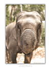 COLLECTION - GIANTS OF THE LAND VERTICAL -  "Trunk On" - LIMITED EDITION 10 of 10
