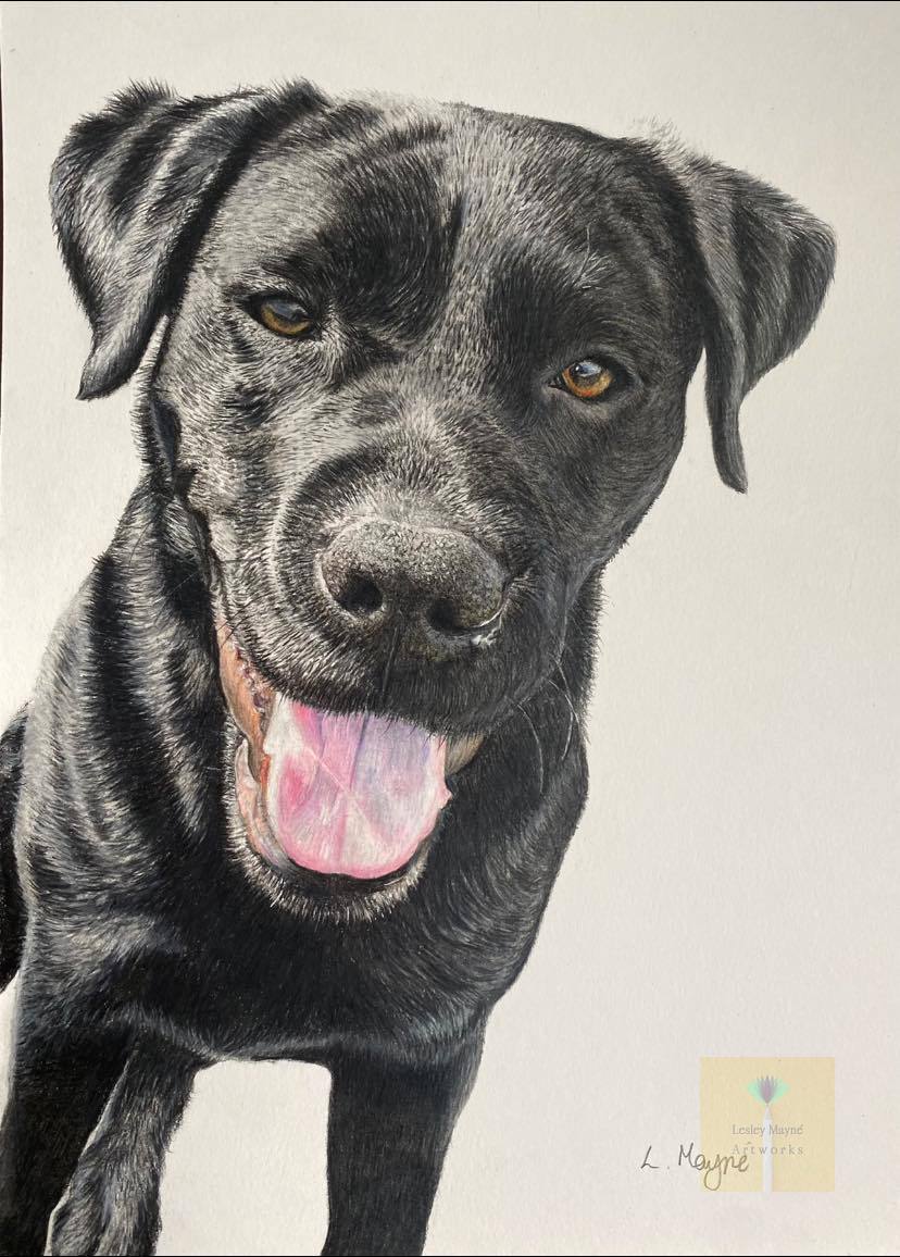 Lesley Mayne Artworks Pet Portrait Black Labrador Pet Portrait  Chester Pet Portrait Artist Commissioned